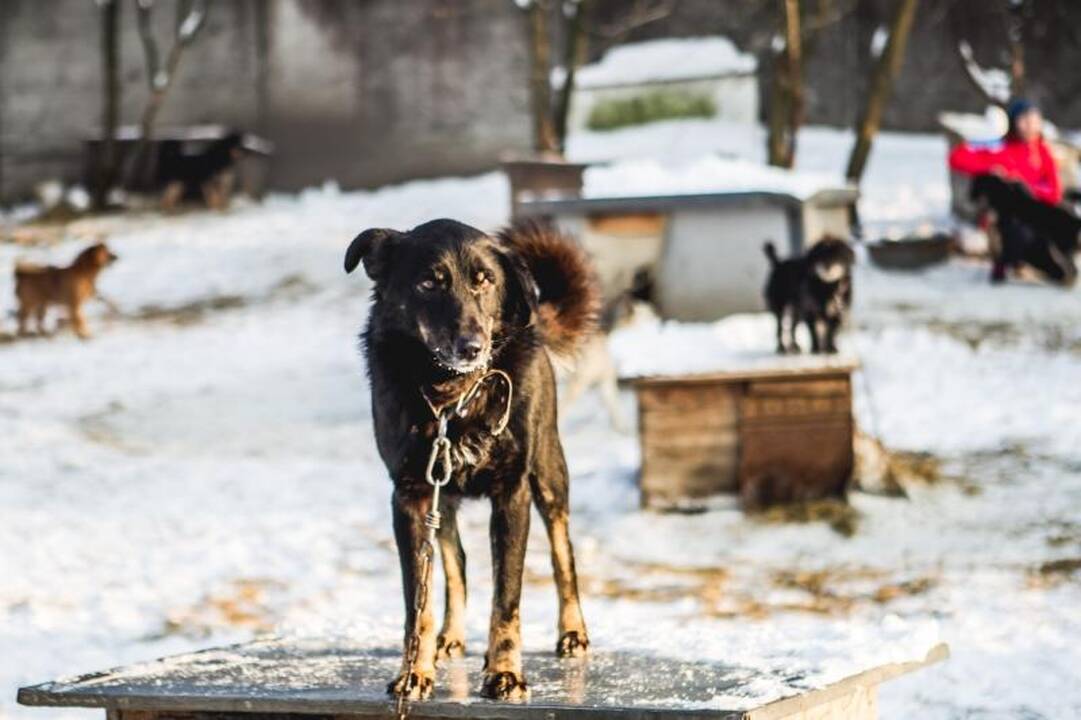Gyvūnų prieglaudose – būriai šilumos išsiilgusių benamių