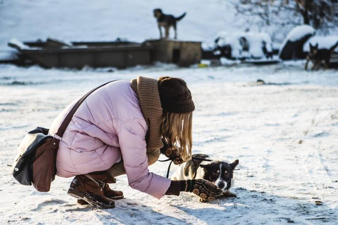 Gyvūnų prieglaudose – būriai šilumos išsiilgusių benamių