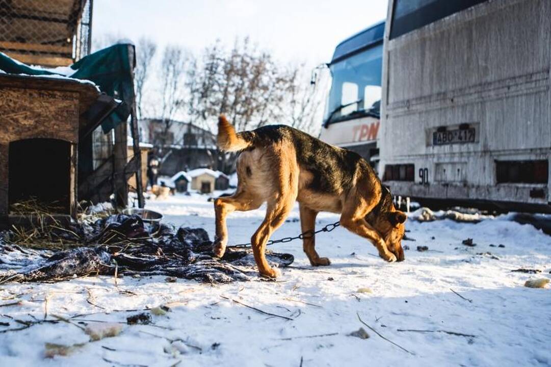Gyvūnų prieglaudose – būriai šilumos išsiilgusių benamių