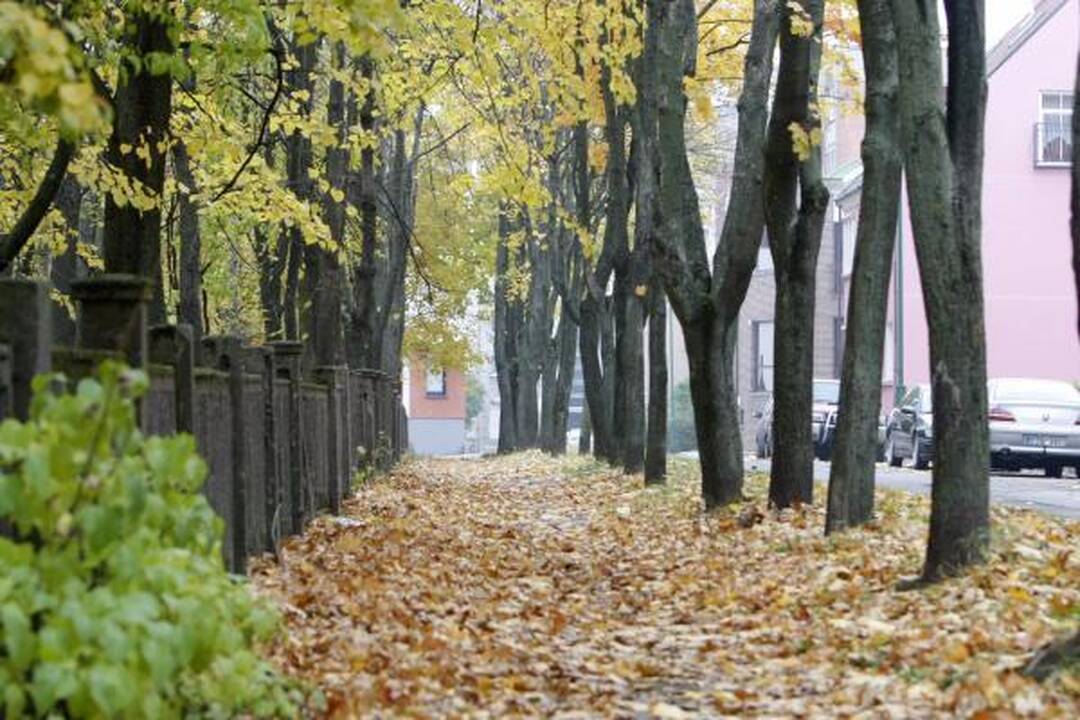 Klaipėdos gatvėse surinkti lapai virs kompostu