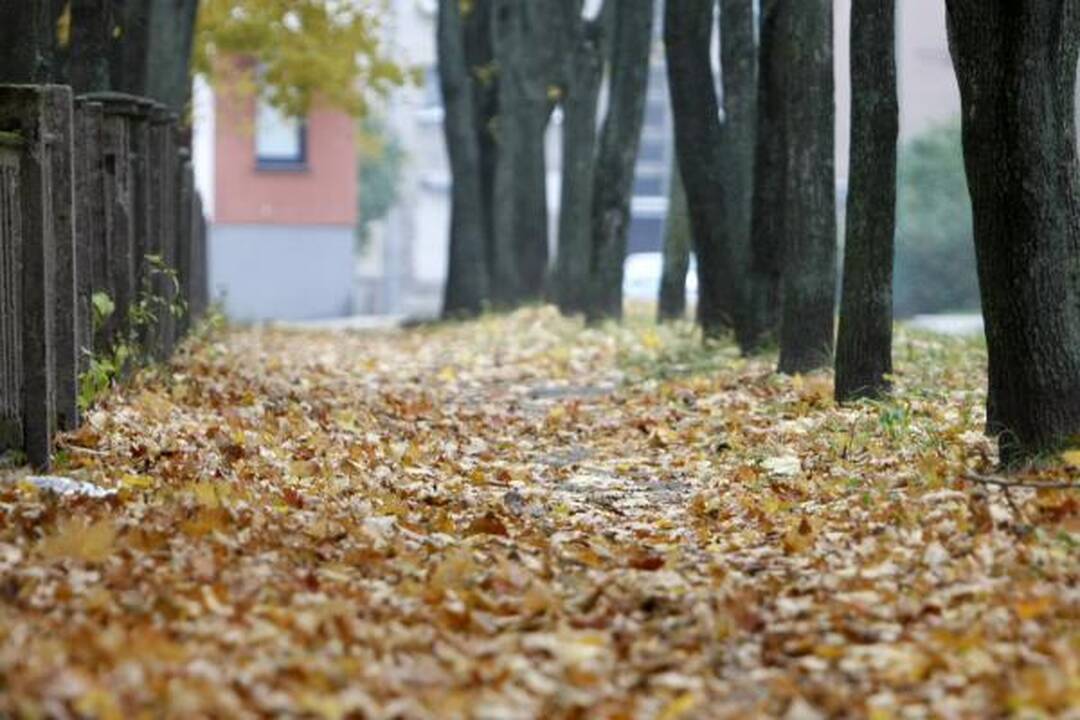Klaipėdos gatvėse surinkti lapai virs kompostu