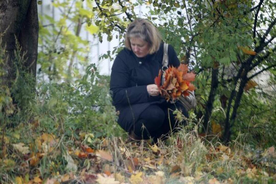 Klaipėdos gatvėse surinkti lapai virs kompostu