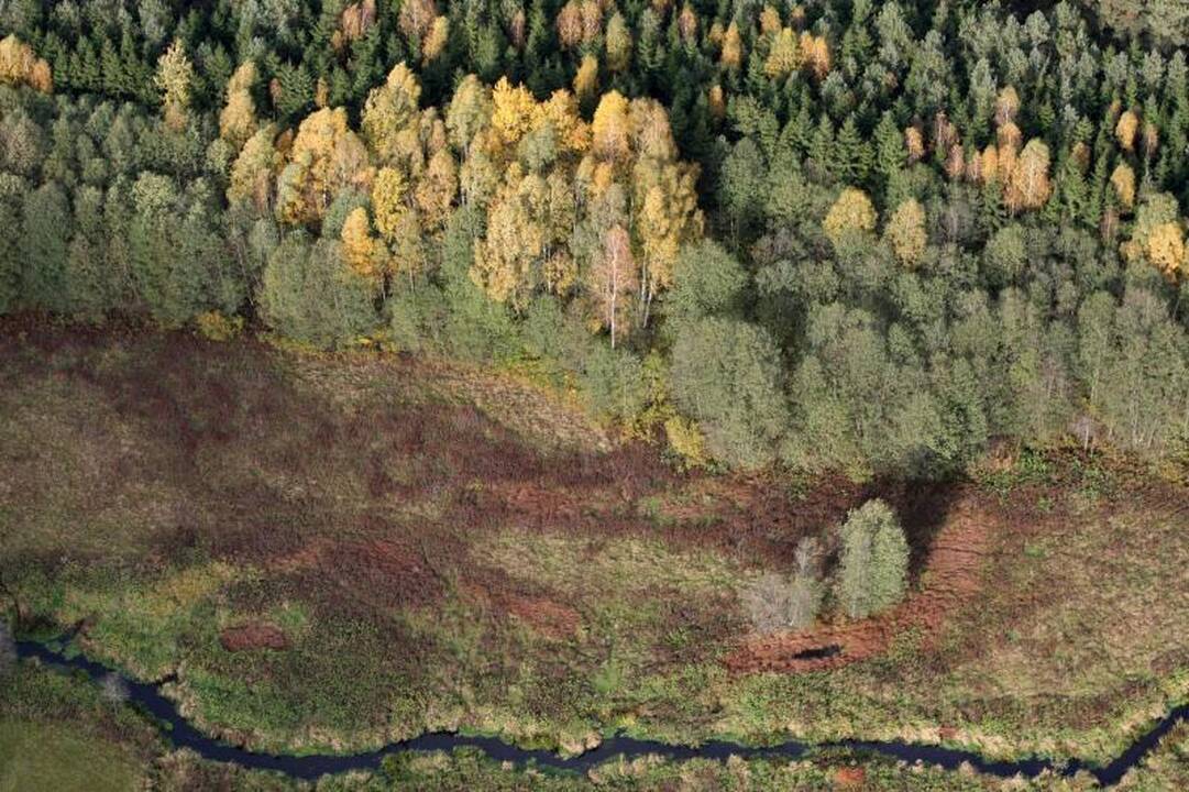 Dėl piktnaudžiavimo grėsmės siūlo stabdyti valstybinių miškų pardavimą