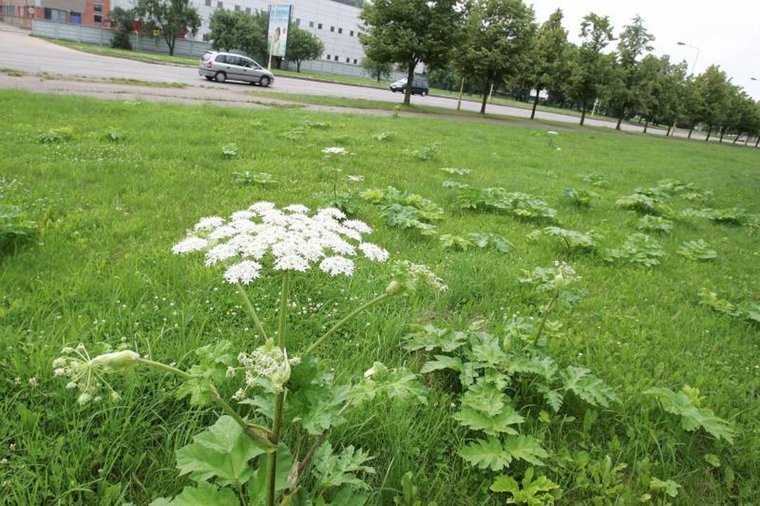 Kauno botanikos sode – Sosnovskio barščių naikinimo pamoka