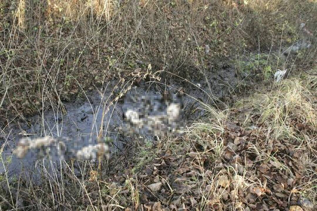 Kaune rasti keliolikos žiauriai išdarkytų šunų kūnai (dar papildyta)