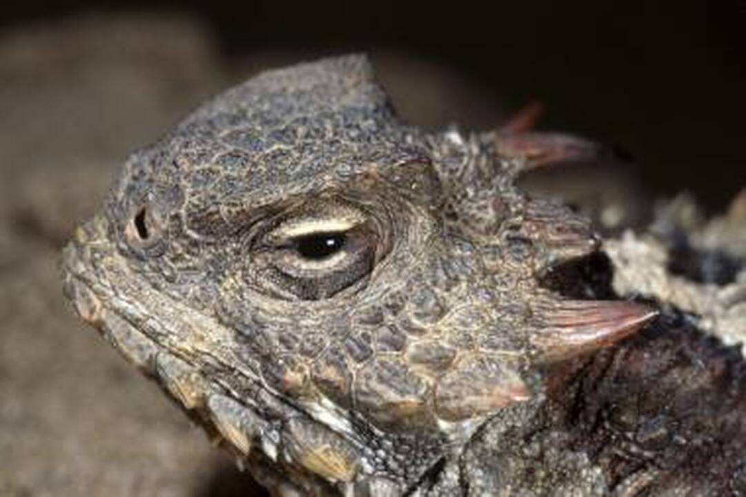 Reptilijoms saulė prilygsta vitaminams