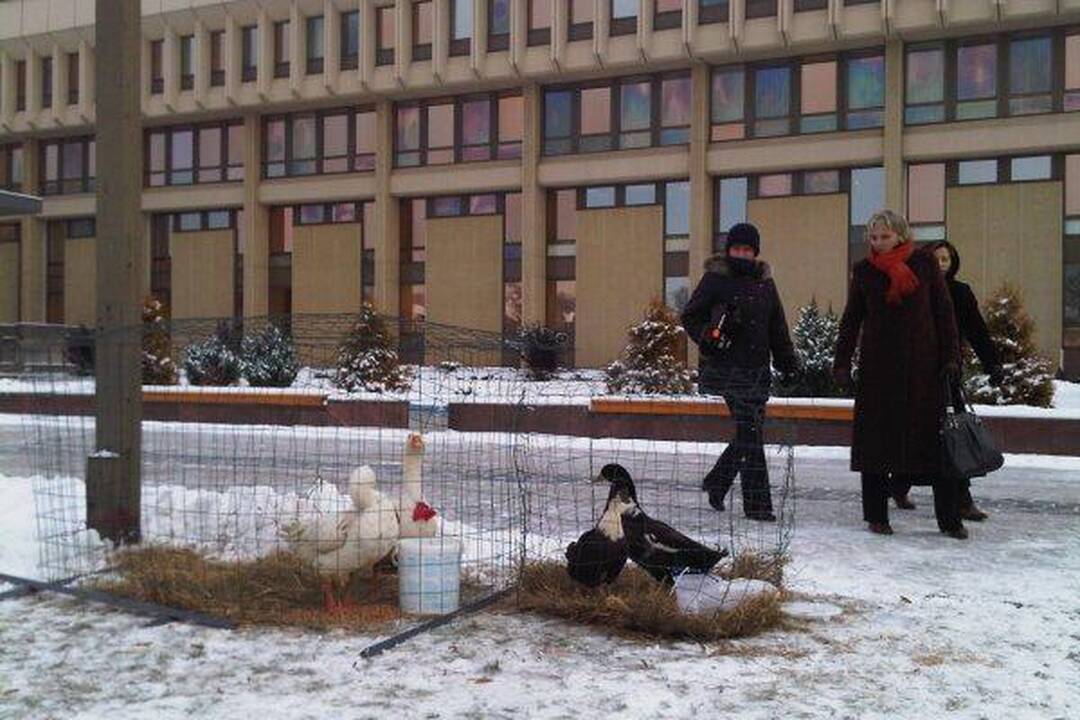 Prie Seimo - kalėdiniai ūkininkų turgeliai
