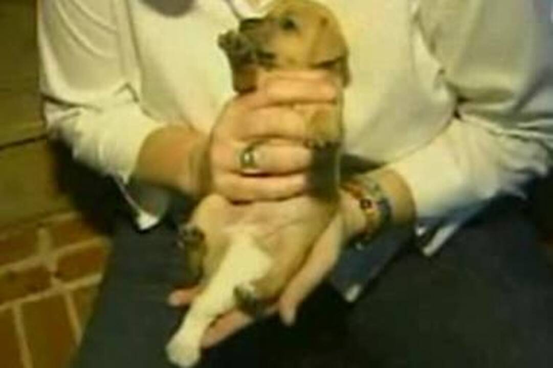 Gydytojai pašalino šuniui penktą leteną