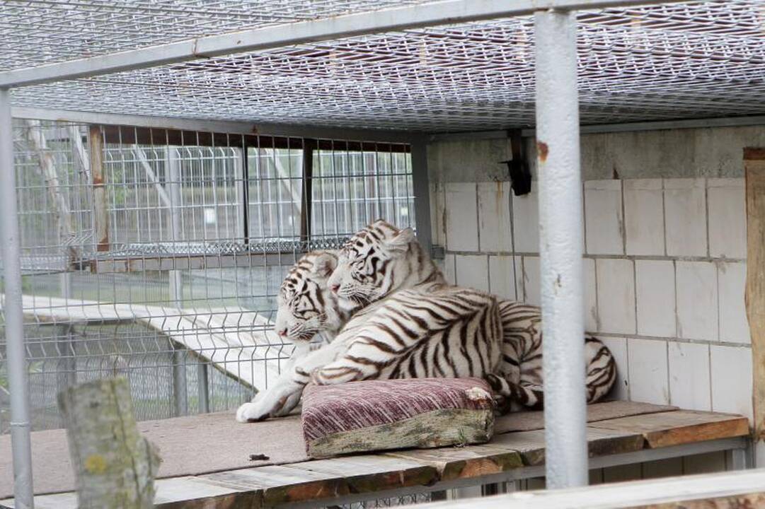 Zoologijos sode šalia Klaipėdos apsigyveno trys baltosios tigrės