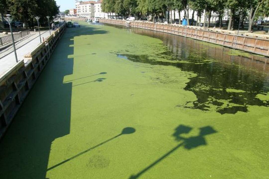 Danės upė nusidažė žaliai