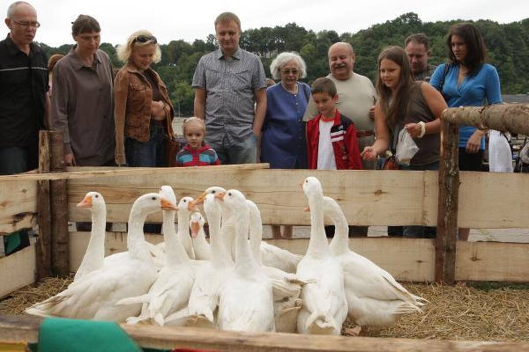 Mieste - "Hanza Kaunas 2010" šurmulys (papildyta)