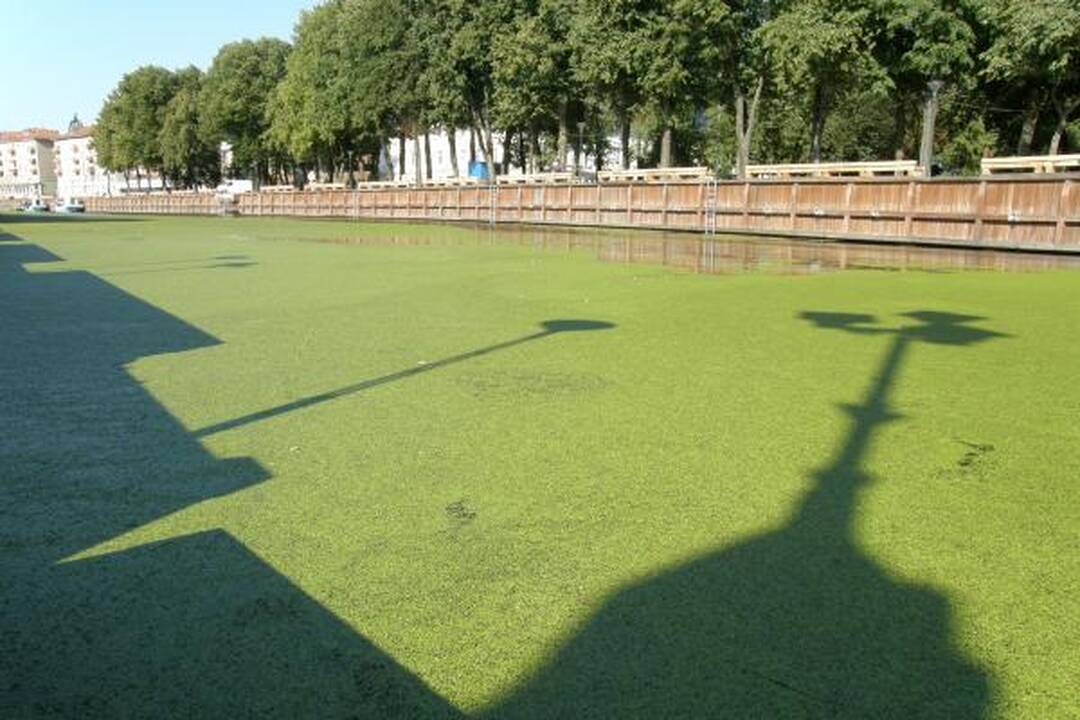 Danės upė nusidažė žaliai