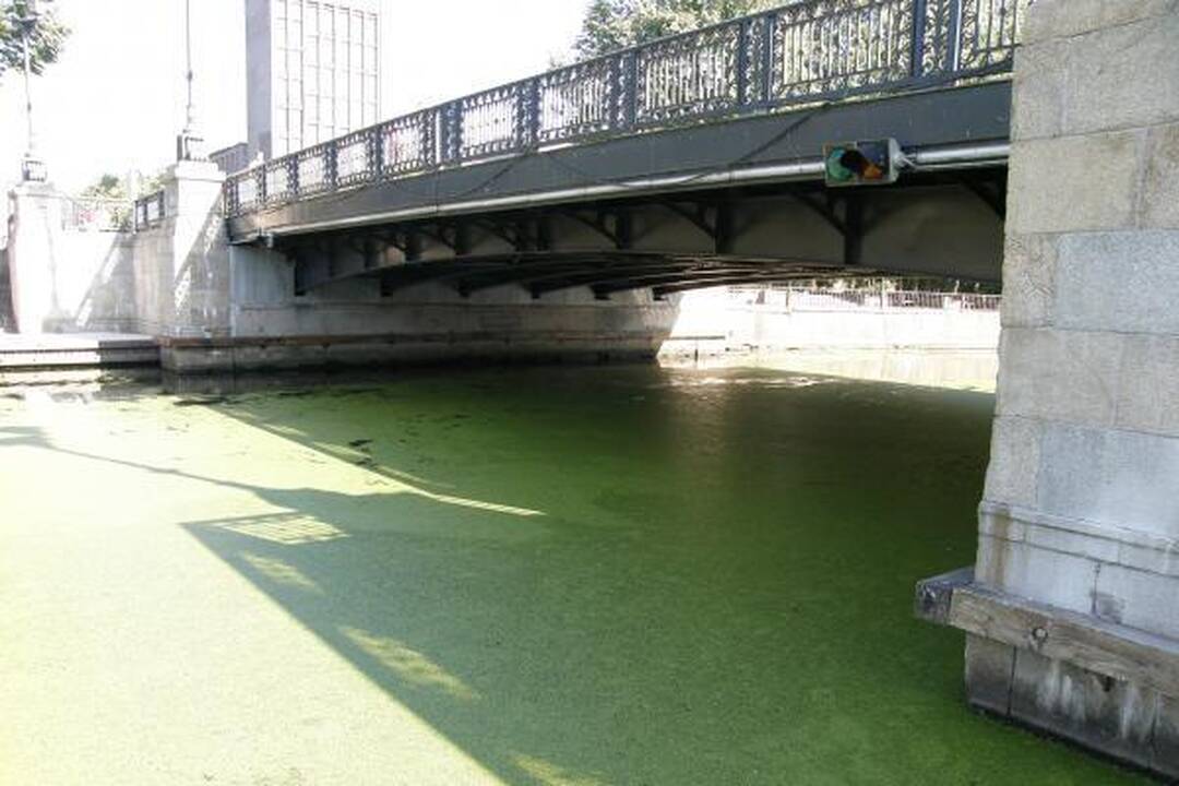 Danės upė nusidažė žaliai