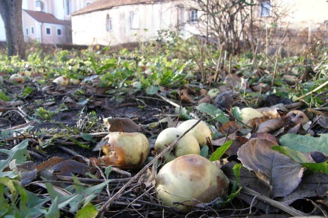 Bjauri dykynė Vilniaus senamiestyje - galvos skausmas gimnazijai