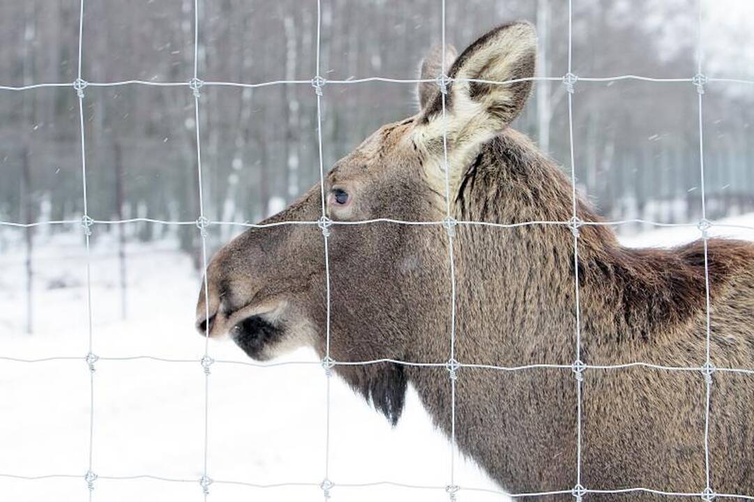 Dideli šalčiai gyvūnų elgsenos nekeičia  