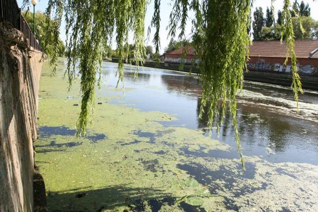 Danės upė nusidažė žaliai
