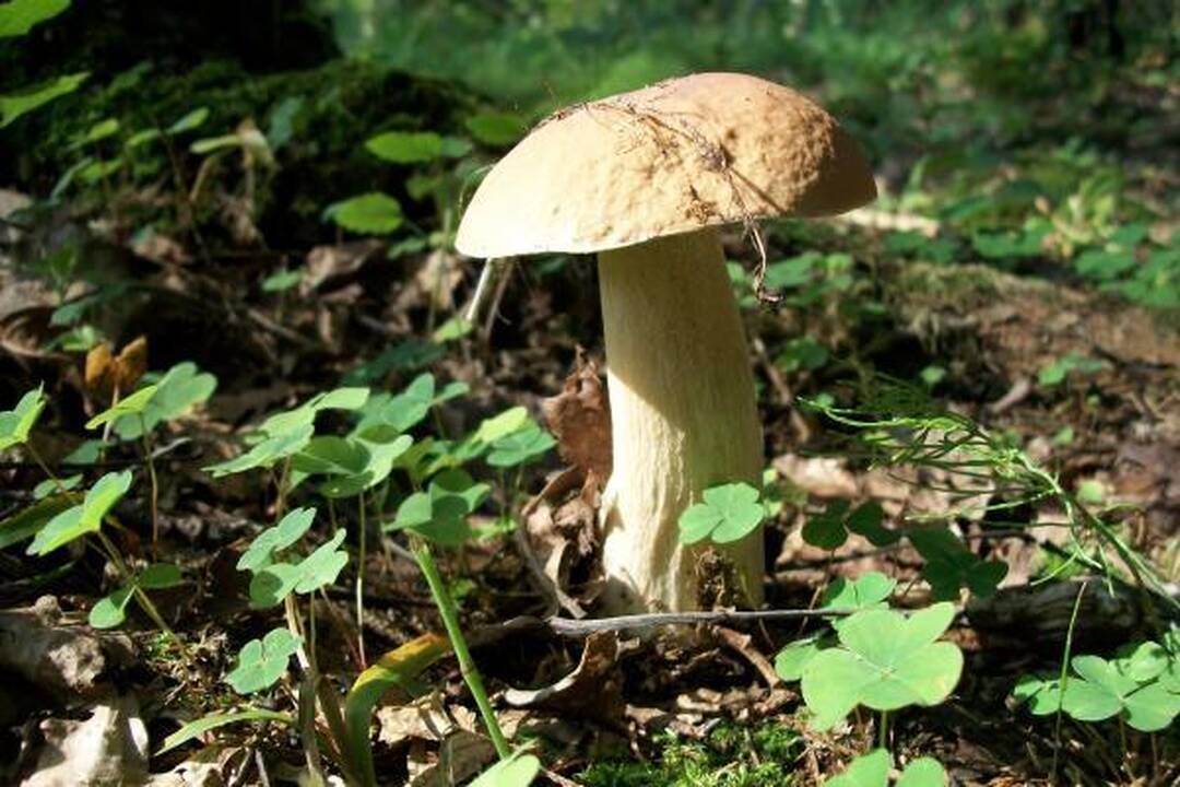 Klaipėdiečius stebina grybų gausa miškuose