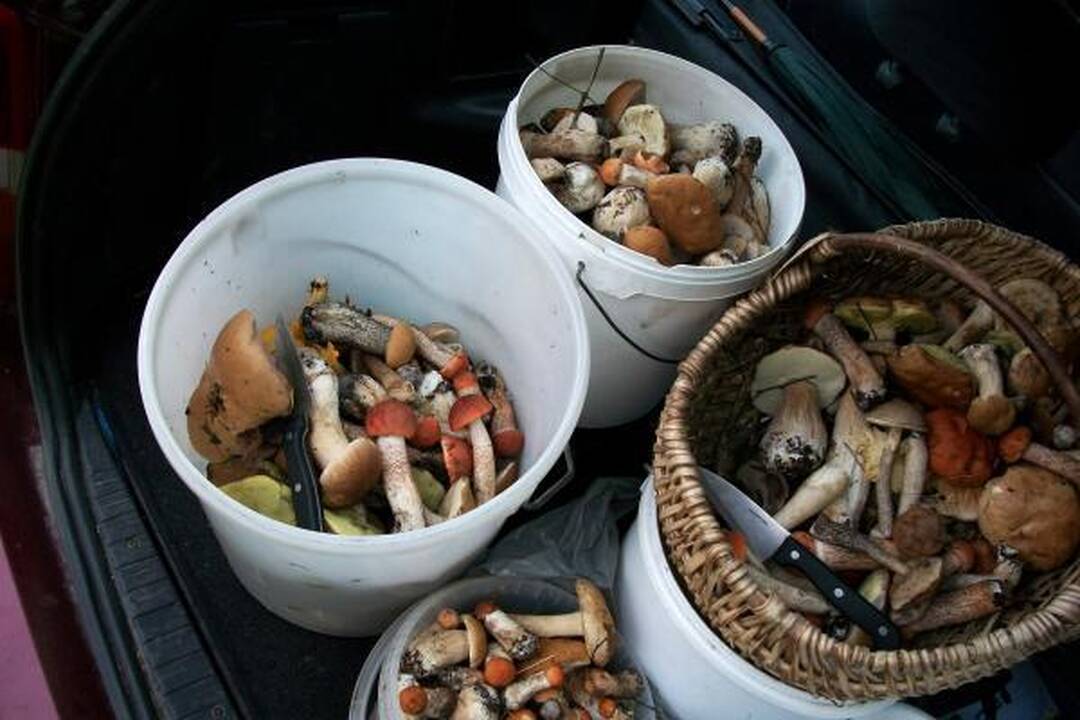 Klaipėdiečius stebina grybų gausa miškuose