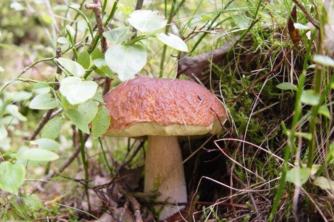 Klaipėdiečius stebina grybų gausa miškuose