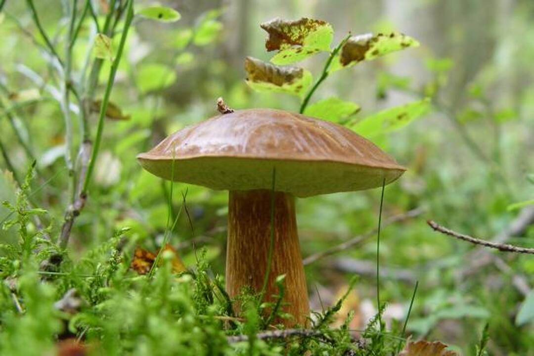 Klaipėdiečius stebina grybų gausa miškuose
