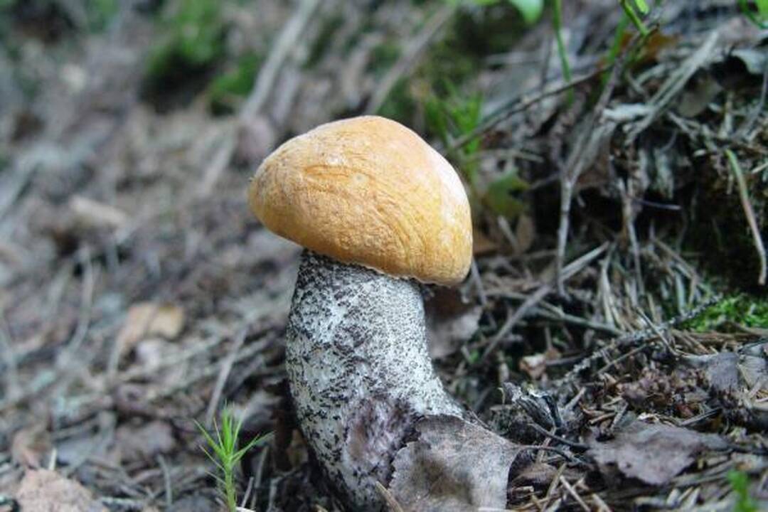 Klaipėdiečius stebina grybų gausa miškuose