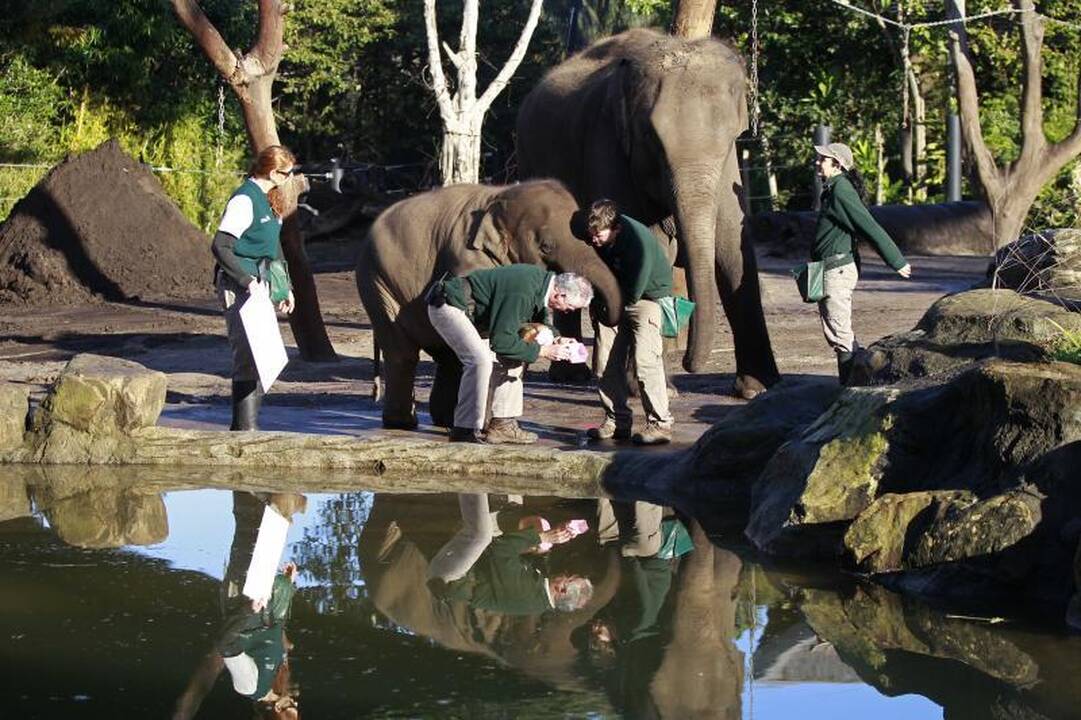 Zoologijos sodo gyvūnai paliko pėdų atspaudus popieriuje