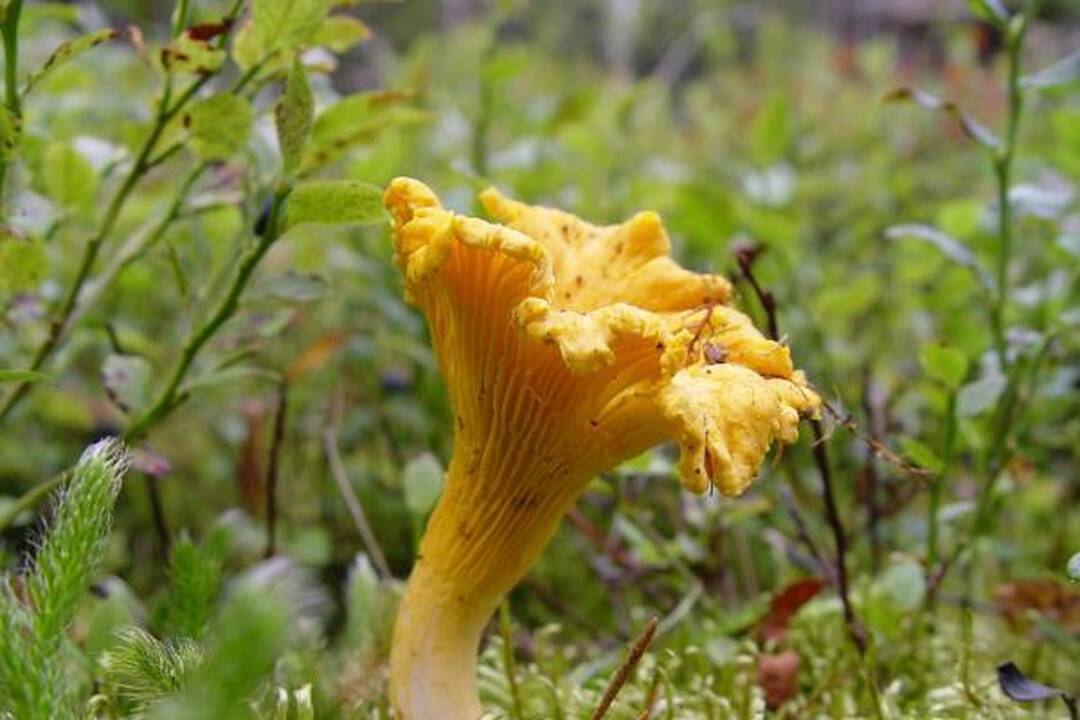 Klaipėdiečius stebina grybų gausa miškuose