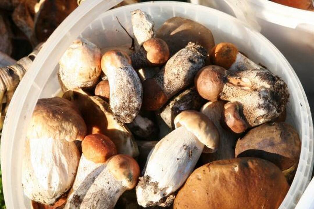 Klaipėdiečius stebina grybų gausa miškuose