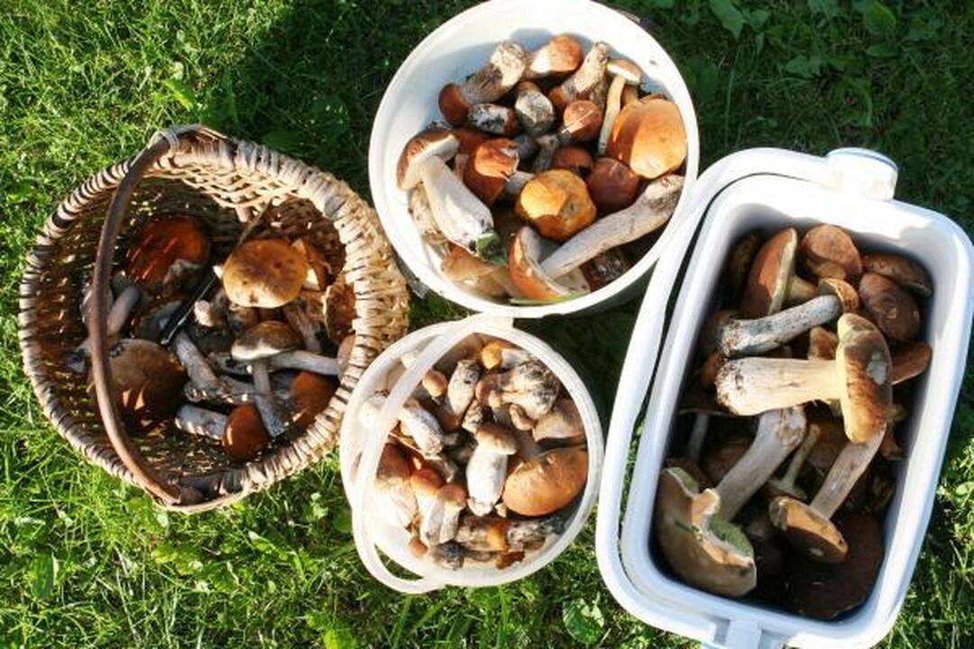 Klaipėdiečius stebina grybų gausa miškuose