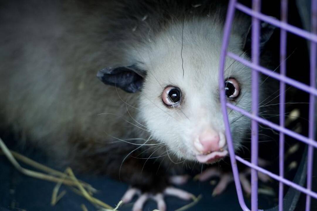 Užmigdyta žvaira oposumo patelė Heidi   