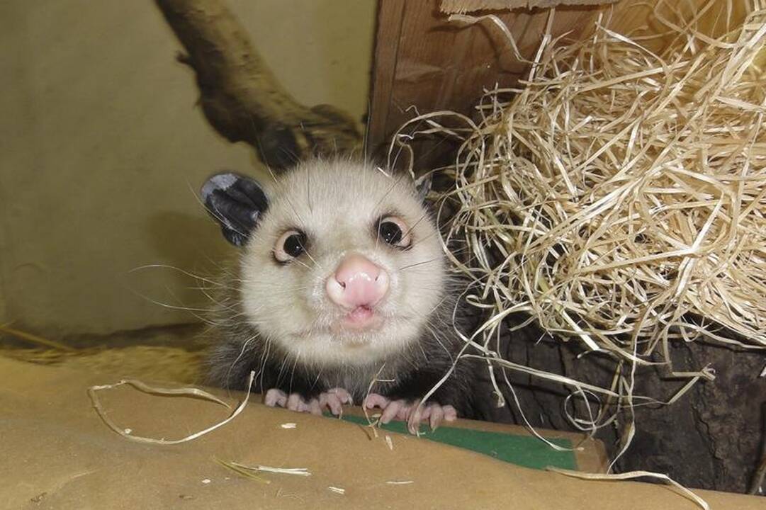Užmigdyta žvaira oposumo patelė Heidi   