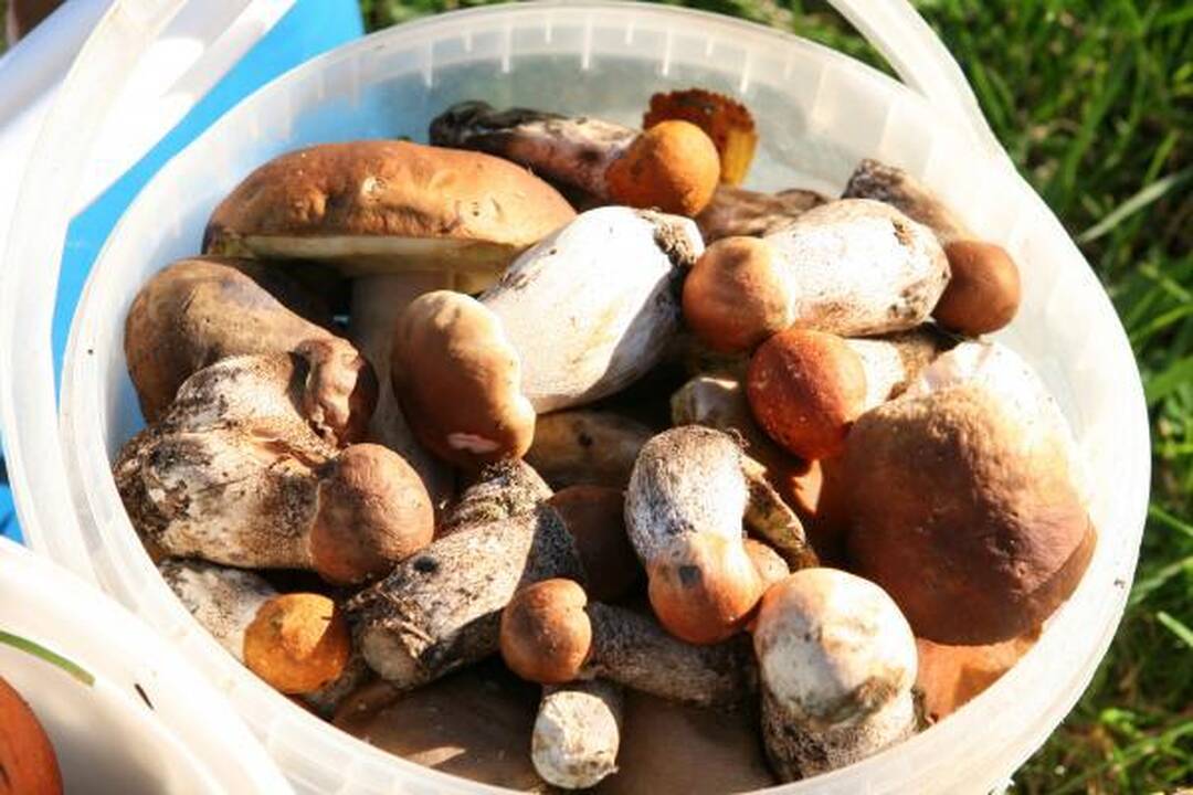 Klaipėdiečius stebina grybų gausa miškuose