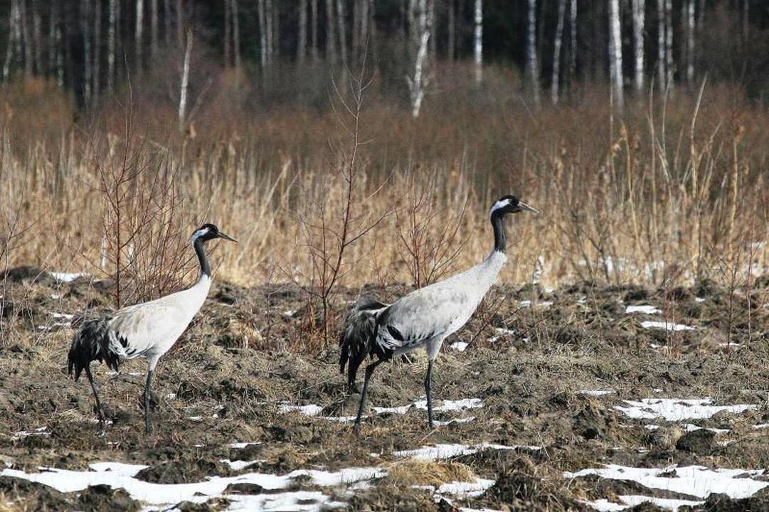 Gervių   būriai   gali   imti   retėti?  