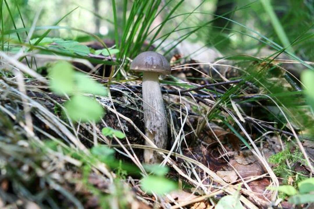 Klaipėdiečius stebina grybų gausa miškuose