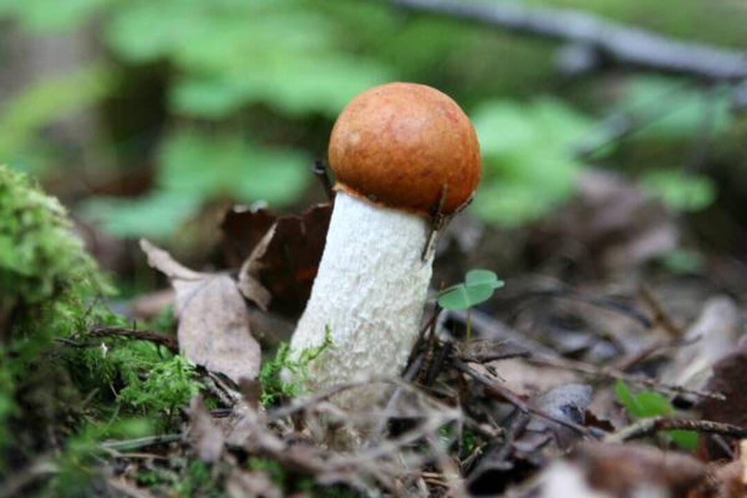 Klaipėdiečius stebina grybų gausa miškuose