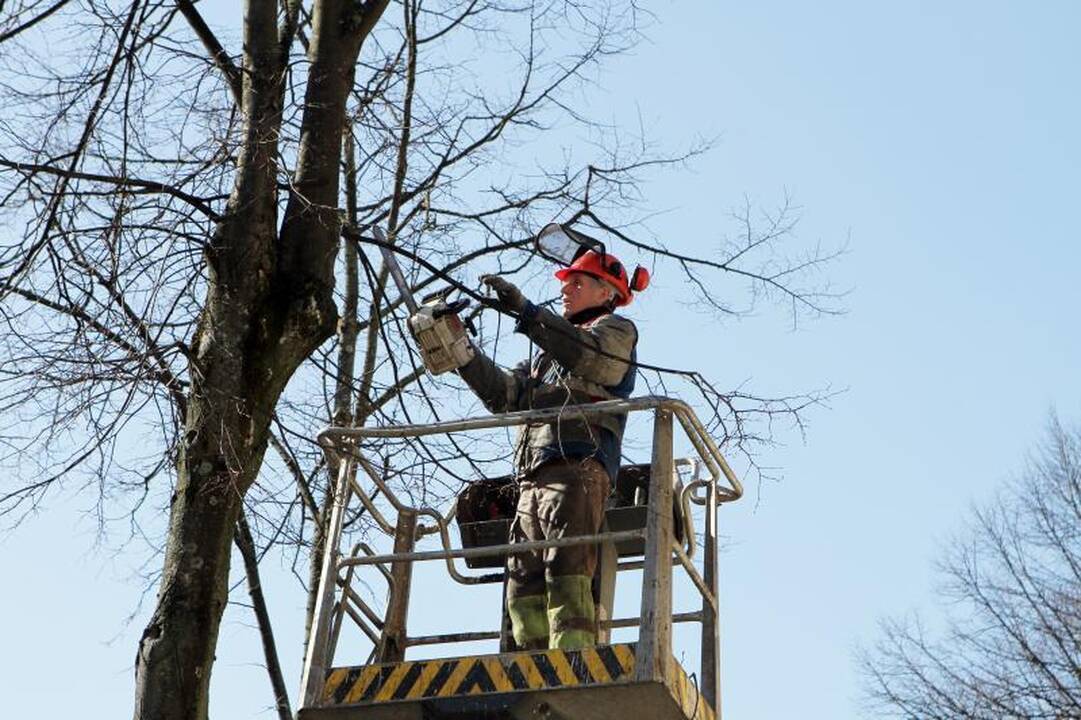Klaipėdiečius papiktino medžių genėjimas mieste