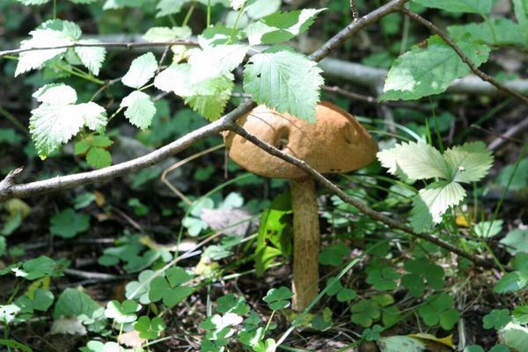 Klaipėdiečius stebina grybų gausa miškuose