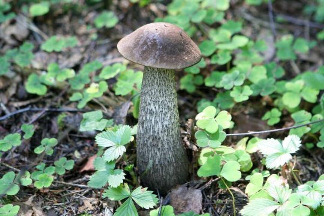 Klaipėdiečius stebina grybų gausa miškuose