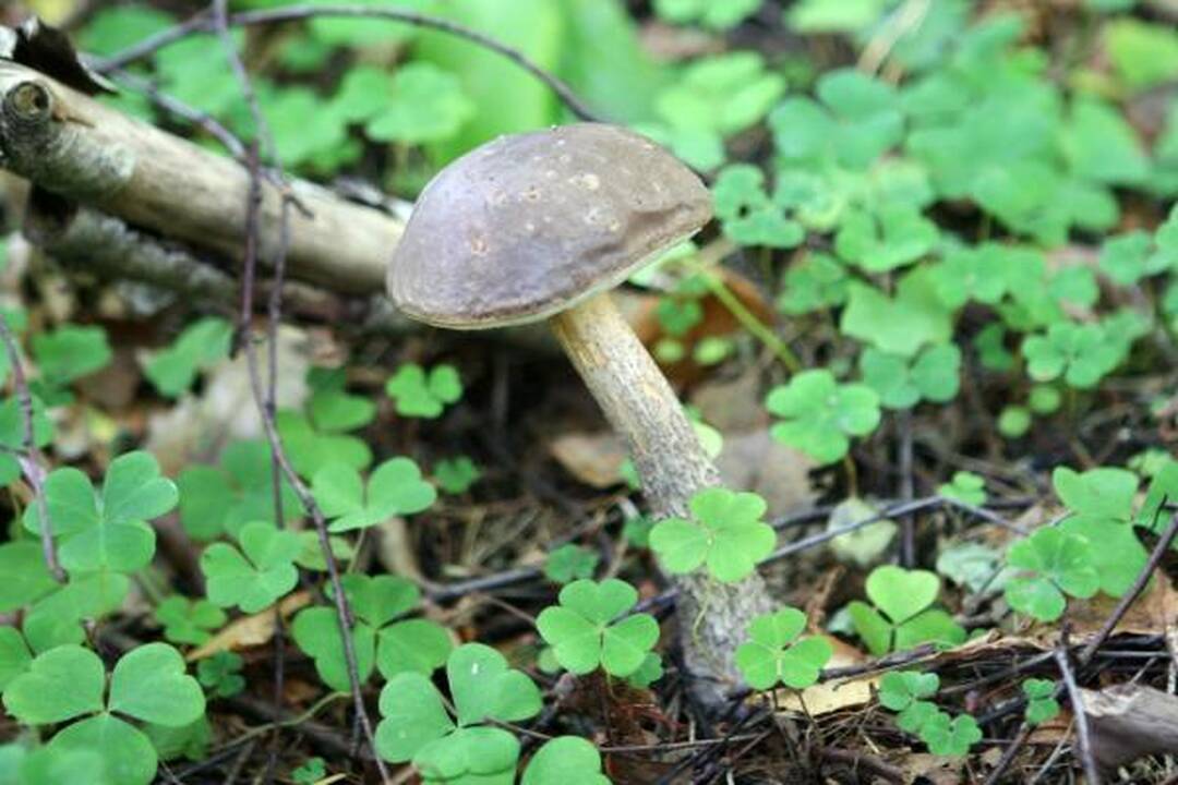 Klaipėdiečius stebina grybų gausa miškuose