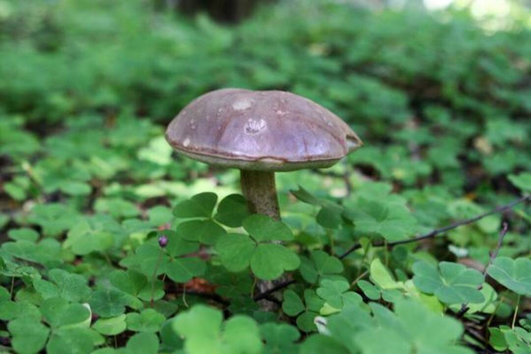 Klaipėdiečius stebina grybų gausa miškuose