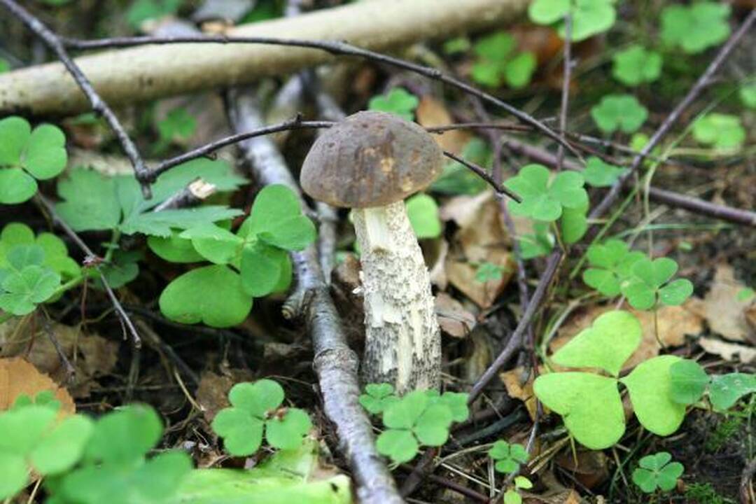 Klaipėdiečius stebina grybų gausa miškuose