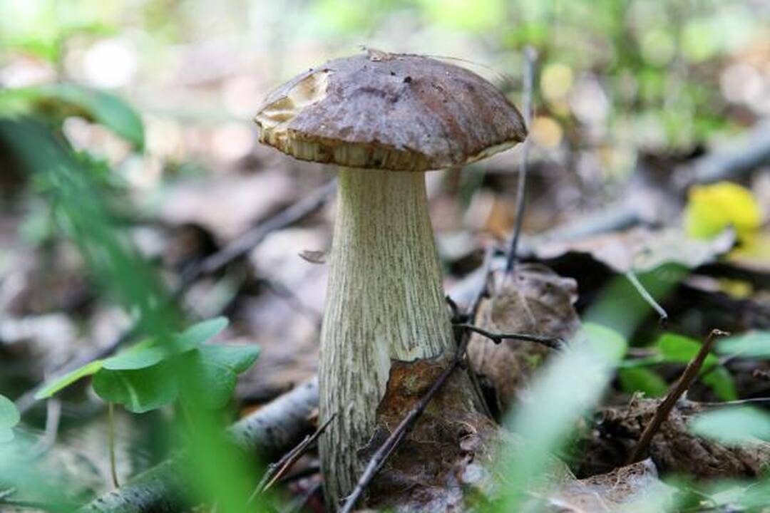 Klaipėdiečius stebina grybų gausa miškuose