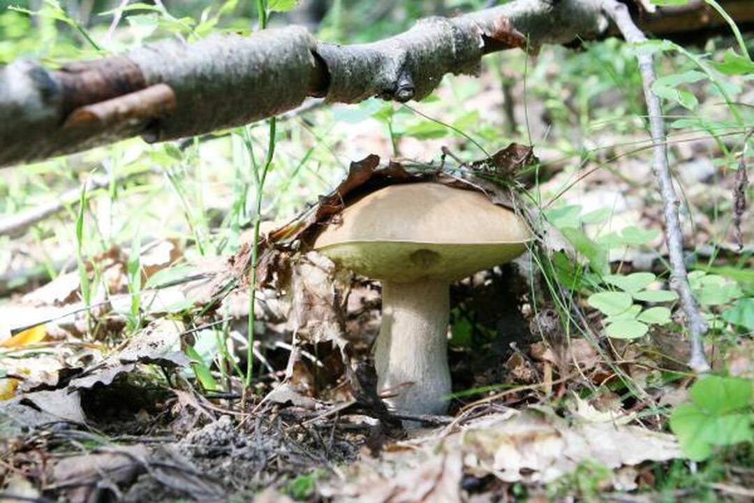 Klaipėdiečius stebina grybų gausa miškuose