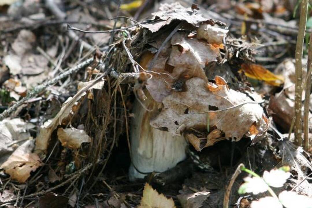 Klaipėdiečius stebina grybų gausa miškuose