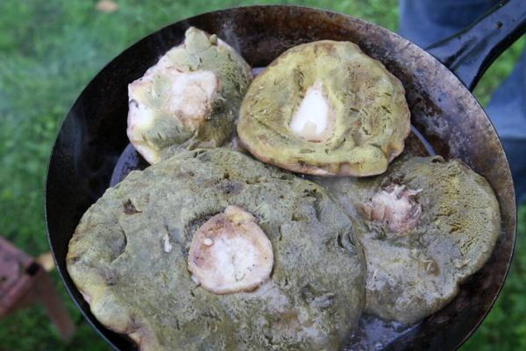 Klaipėdiečius stebina grybų gausa miškuose