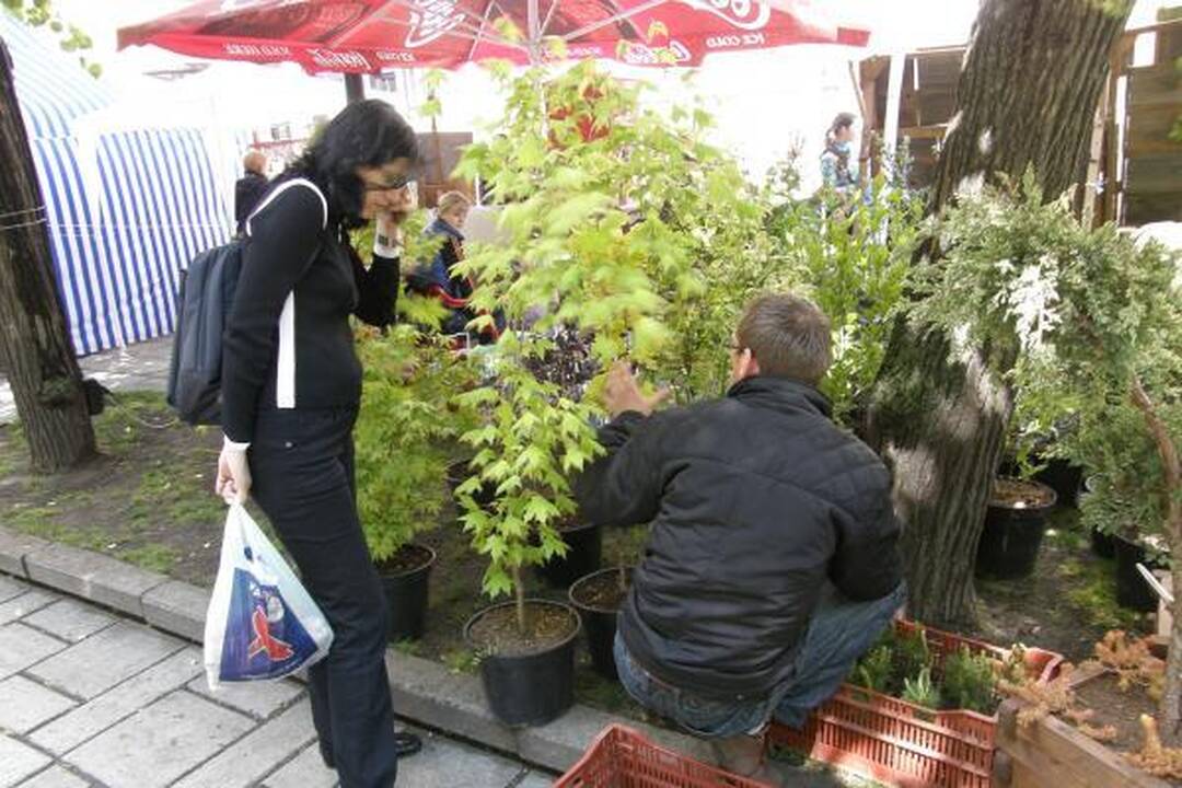 Kaune prasidėjo miesto gimtadienio renginiai