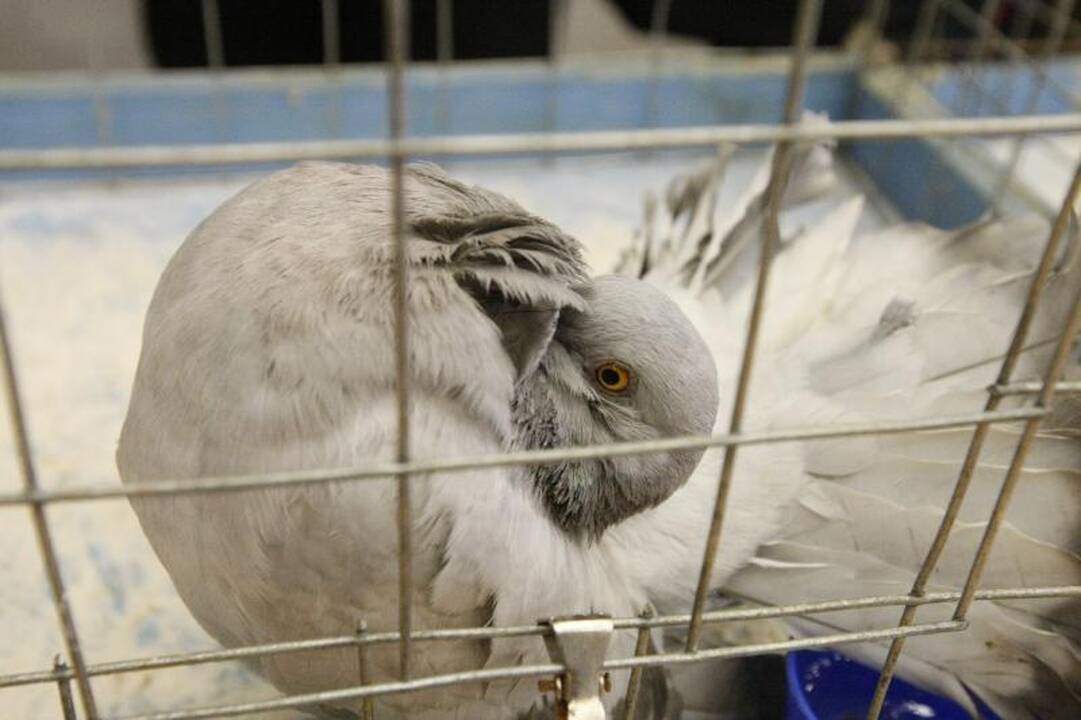 Klaipėdoje surengta dekoratyvinių balandžių paroda