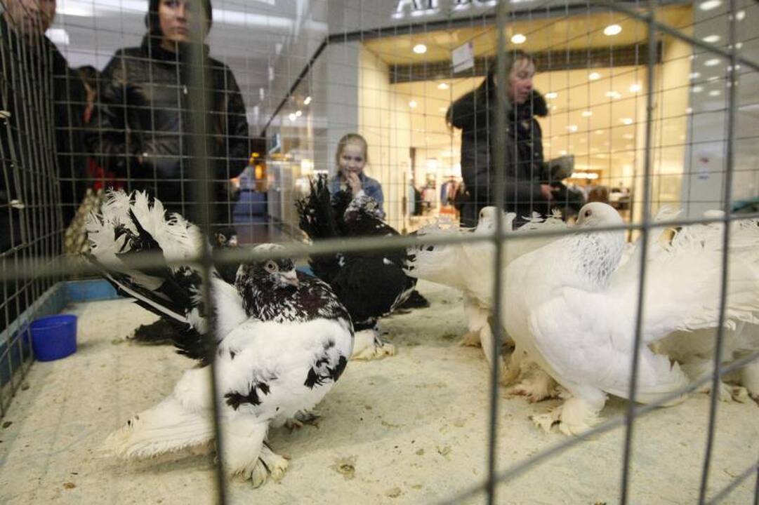 Klaipėdoje surengta dekoratyvinių balandžių paroda