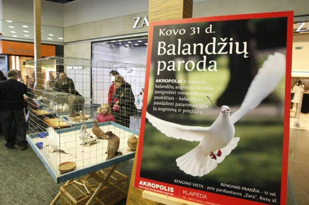 Klaipėdoje surengta dekoratyvinių balandžių paroda