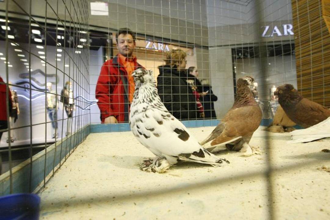 Klaipėdoje surengta dekoratyvinių balandžių paroda